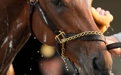 Preakness Stakes 2025: Live Updates, Horses, Odds, and Results