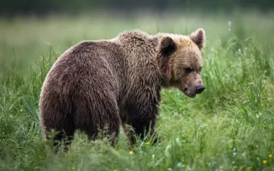 Why Wall Street’s Biggest Bear Still Expects a Recession and Much Lower Stock Prices