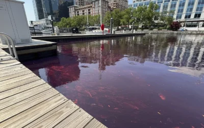 Response to 2,000-Gallon Diesel Fuel Spill in Baltimore’s Harbor East
