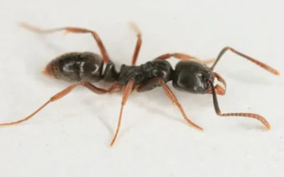 The Asian Needle Ant: A Tiny Invader with a Big Impact