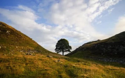 Justice for the Sycamore Gap Tree: Men Sentenced for Iconic Tree’s Destruction