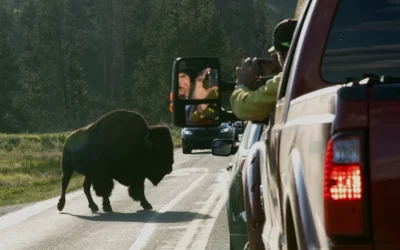 Yellowstone Eruption: Debunking Misinformation as Wildlife Remains in the Park